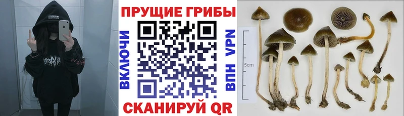 Псилоцибиновые грибы Psilocybe  Куйбышев 